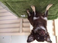 Des Tendres Molosses - Chihuahua - Portée née le 22/12/2017